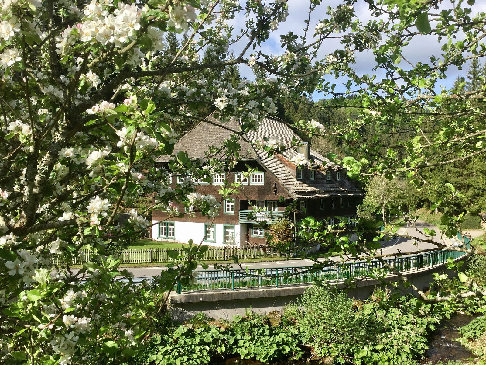 Apfelblüte Hexenloch